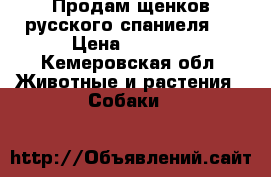 Продам щенков русского спаниеля.  › Цена ­ 3 000 - Кемеровская обл. Животные и растения » Собаки   